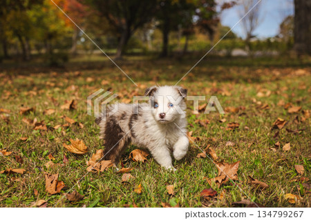 Australian Shepherd puppy with blue eyes standing on grass among fallen autumn leaves, fluffy merle-colored dog in park under sunlight 134799267