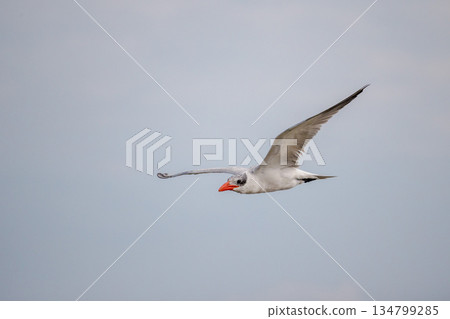 White cheeked tern flying in clear sky over Red Sea in Egypt, elegant seabird in smooth horizontal flight with wide copy space for travel and nature concepts White cheeked tern flying in clear sky over Red Sea in Egypt, elegant seabird in smooth horizontal flight with wide copy space for travel and nature concepts 134799285