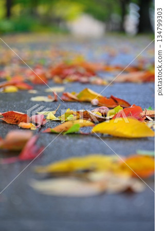 新潟縣立體育公園（新潟市，新潟縣）的秋葉 134799303