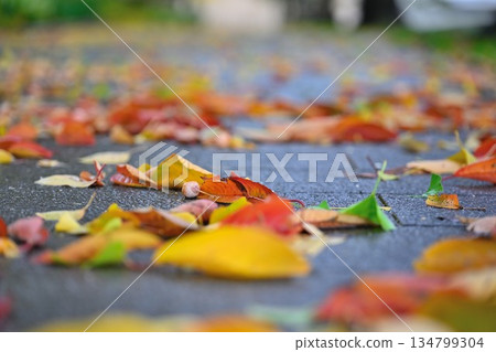 Autumn foliage at Niigata Prefectural Sports Park (Niigata City, Niigata Prefecture) 134799304