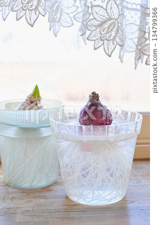 Water-grown hyacinths on a winter windowsill 134799366