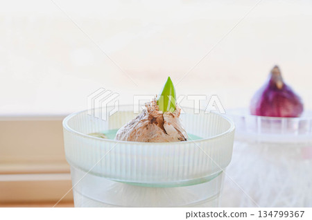 Water-grown hyacinths on a winter windowsill Water-grown hyacinths on a winter windowsill 134799367