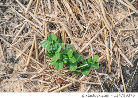 Peas in the winter vegetable garden Peas in the winter vegetable garden 134799370