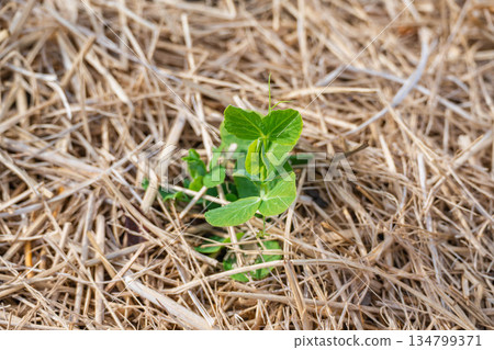 冬季菜園裡的豌豆 134799371