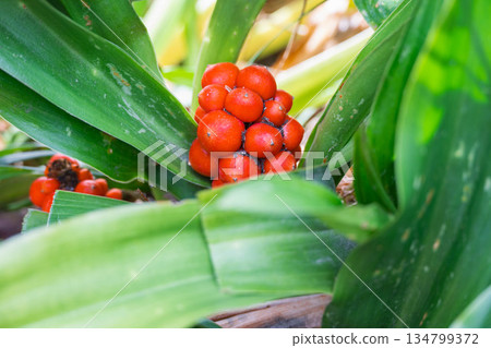 大本花園 134799372