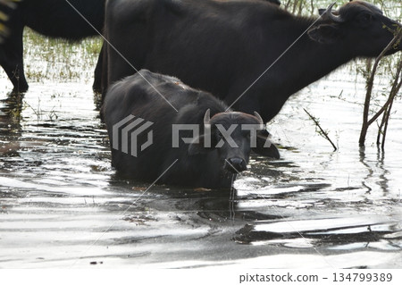 穆拉布法羅 134799389