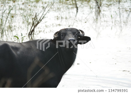 穆拉布法羅 134799391