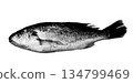 Image of Ishimochi's fish print 134799469
