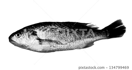 石持的魚形圖案 134799469