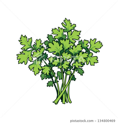 Vsai fresh green cilantro herb bunch for cooking 134800469