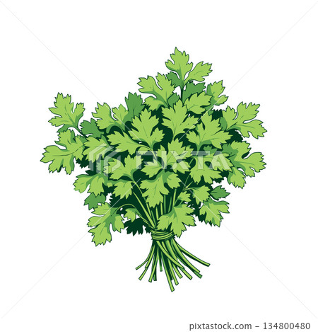 Vsai bunch of fresh green parsley or cilantro herb Vsai bunch of fresh green parsley or cilantro herb 134800480