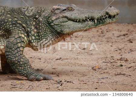 The crocodile is walking river near canal The crocodile is walking river near canal 134800640