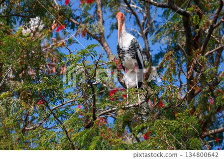 The Painted Stork bird (Mycteria leucocephala) on tree in nature 134800642