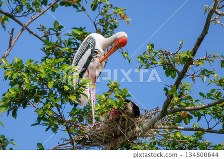The Painted Stork bird (Mycteria leucocephala) on tree in nature 134800644