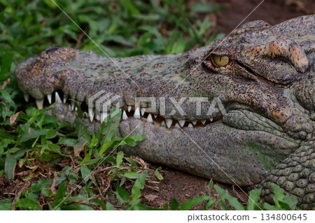 Close up head crocodile in the garden Close up head crocodile in the garden 134800645