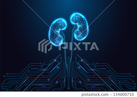 Futuristic digital kidneys in glowing low-poly medical tech style on circuit background, vector 134800710