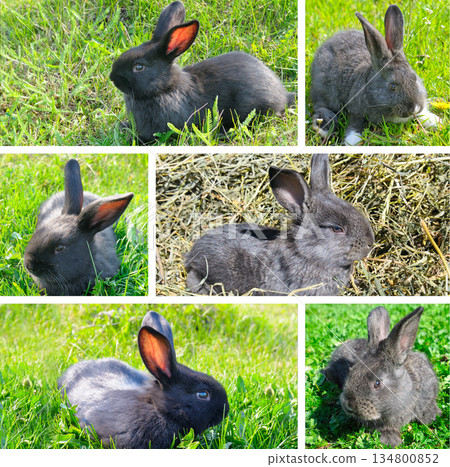 Collage of a cute black rabbit in green grass and hay. Collage of a cute black rabbit in green grass and hay. 134800852