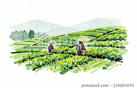 Watercolor Style Asian Farmers Harvesting in Terraced Green Tea Plantation. Watercolor Style Asian Farmers Harvesting in Terraced Green Tea Plantation. 134801070