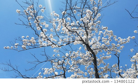 Sakura that shines in the blue sky Sakura that shines in the blue sky 134801122