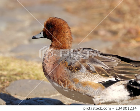 Wigeon Wigeon 134801234