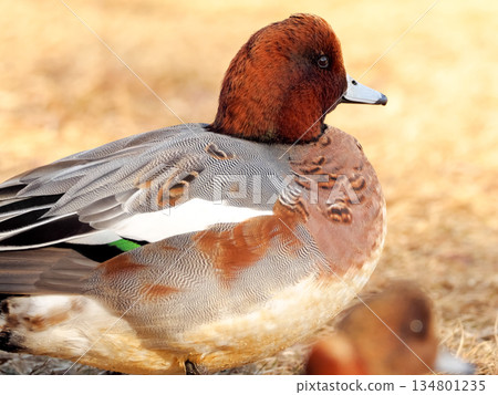 Wigeon Wigeon 134801235