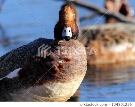  Wigeon 134801236