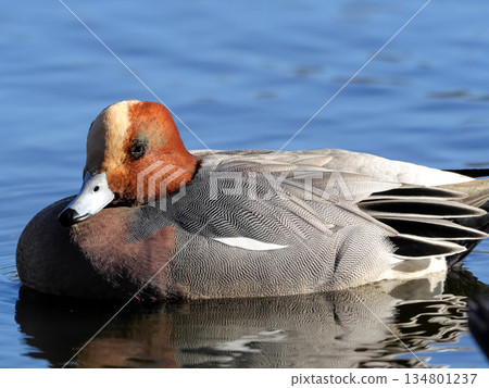 Wigeon Wigeon 134801237