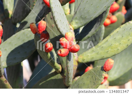 Red fruits of prickly pear cactus 134801347