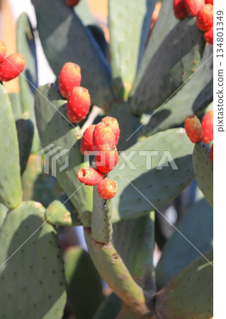 Red fruits of prickly pear cactus Red fruits of prickly pear cactus 134801349