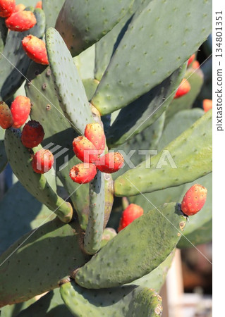 Red fruits of prickly pear cactus Red fruits of prickly pear cactus 134801351