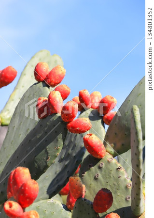 Red fruits of prickly pear cactus 134801352