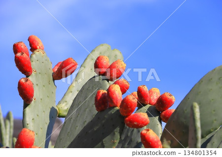 仙人掌果實的紅色果實 134801354
