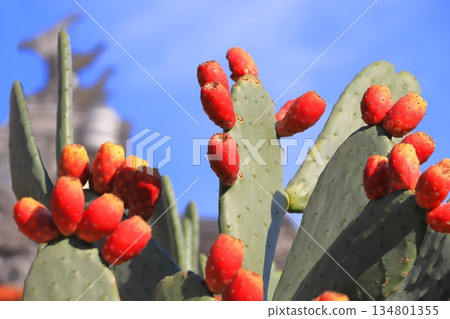 Red fruits of prickly pear cactus 134801355