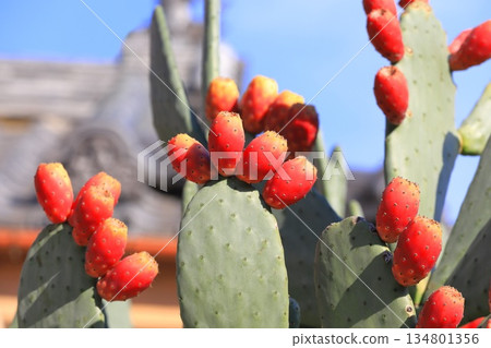 仙人掌果實的紅色果實 仙人掌果實的紅色果實 134801356