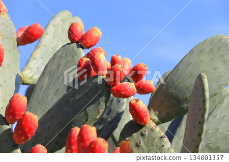 仙人掌果實的紅色果實 仙人掌果實的紅色果實 134801357