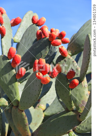 仙人掌果實的紅色果實 仙人掌果實的紅色果實 134801359