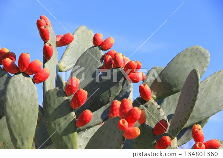 Red fruits of prickly pear cactus 134801360