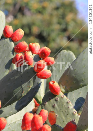 仙人掌果實的紅色果實 仙人掌果實的紅色果實 134801361