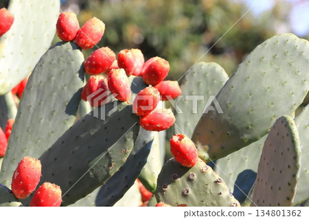 Red fruits of prickly pear cactus Red fruits of prickly pear cactus 134801362