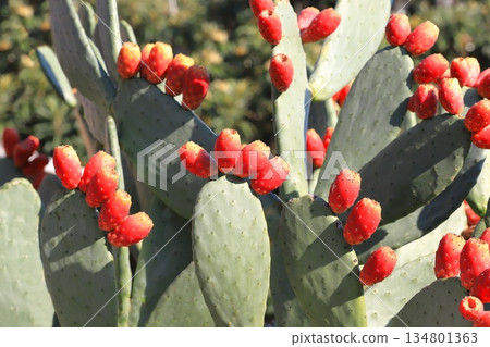 仙人掌果實的紅色果實 仙人掌果實的紅色果實 134801363