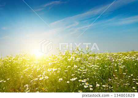 Sunrise over wild daisy meadow with blue sky and golden light Sunrise over wild daisy meadow with blue sky and golden light 134801629