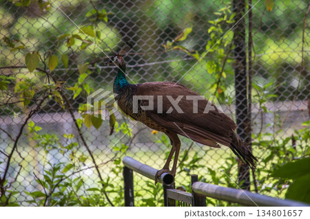 Wild peacocks roaming in grassy areas and fenced enclosures in Okinawa, Japan 134801657