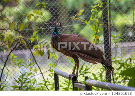 Wild peacocks roaming in grassy areas and fenced enclosures in Okinawa, Japan 134801658