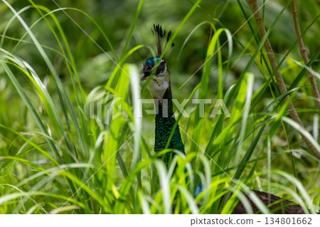 日本沖繩野外草叢與圍欄間活動的野生孔雀 134801662