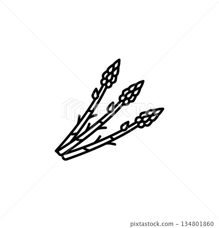 asparagus vector icon. Vegetable icon line style. perfect use for logo, presentation, website, and more. modern icon design outline style 134801860