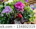 Potted plants for New Year's: Chrysanthemums, violas, and crab apples 134802319