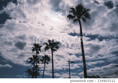 [Wakayama Marina City] Cloudy sky and palm trees 134802512
