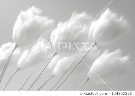 Soft white pom pom flowers in a minimalist arrangement 134802558