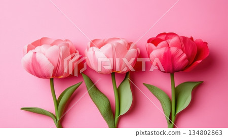 Colorful tulips on a pink background for spring decor 134802863