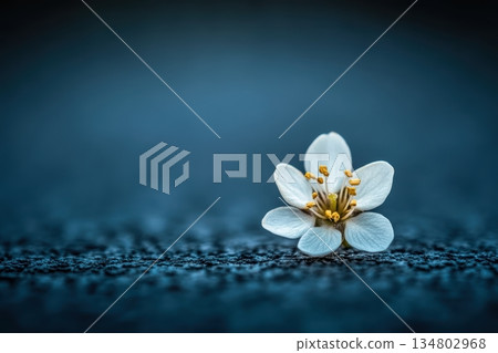 Delicate white flower resting on dark surface Delicate white flower resting on dark surface 134802968